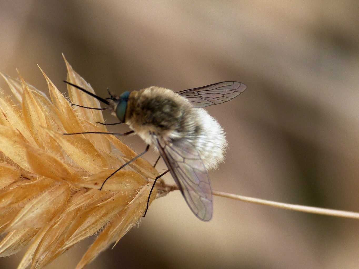 Bombilidae canuto: Maschio di Systoechus sp.